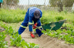 Worker with wheelbarrow planting lettuce